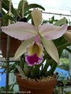 Cattleya gaskelliana 